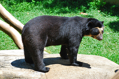 Orso dagli occhiali