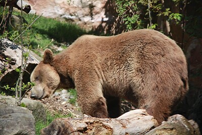 Orso bruno jigsaw puzzle