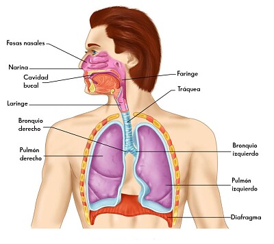 Sistema Respiratorio jigsaw puzzle