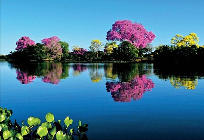 Pantanal Matogrossense