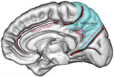 Brain Slices 1