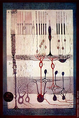 פאזל של Cajal 's retina drawing