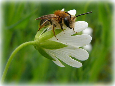 Abeille jigsaw puzzle