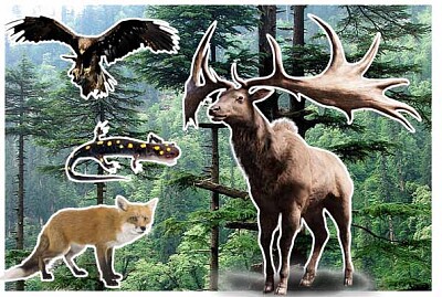 animales de los bosques