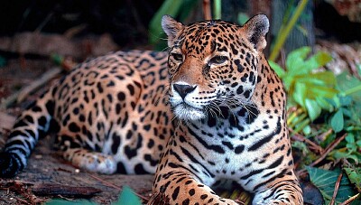 jaguar jigsaw puzzle