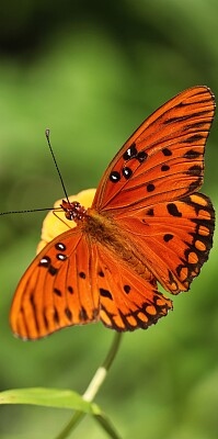 Borboleta laranja jigsaw puzzle