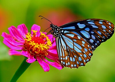 butterfly and flower