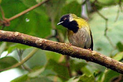 Apalis black faced