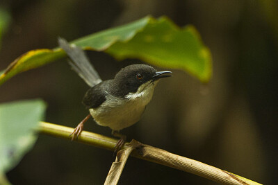 Apalis black heades jigsaw puzzle