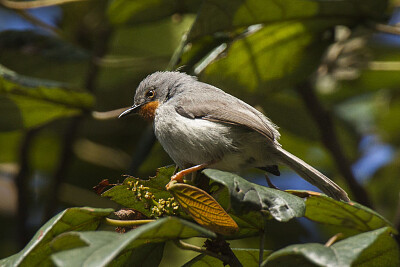 Apalis chestnut throated