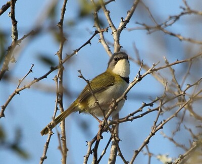 Apalis ruddi jigsaw puzzle