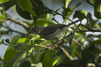 Apalis sharpii jigsaw puzzle