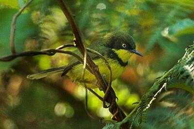 Apalis yellow throated jigsaw puzzle