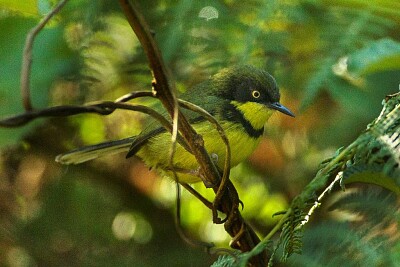 Apalis yellow throated