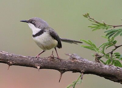 פאזל של Apalis thoracica