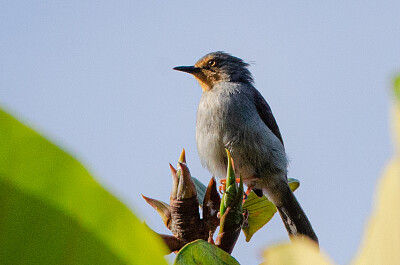 Apalis bamenda jigsaw puzzle