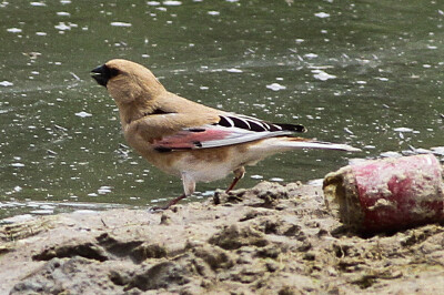 פאזל של Desert finch