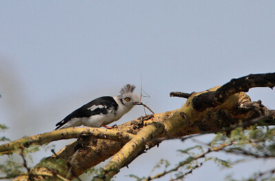 Grey crested helmet shrike