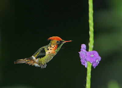 Lophornis ornatus