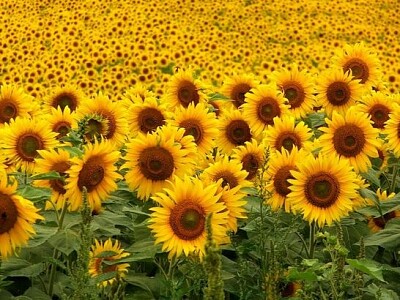 פאזל של GIRASOLES