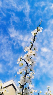 Flor e céu