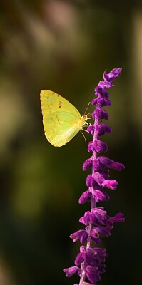 Borboleta amarela