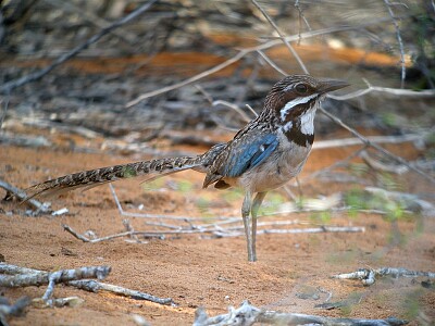 Long tailed groun roller