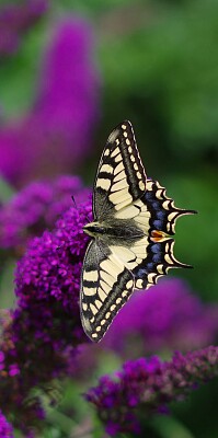 Borboleta e flores roxas