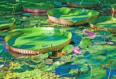 Amazônia