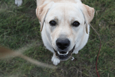 Labrador jigsaw puzzle