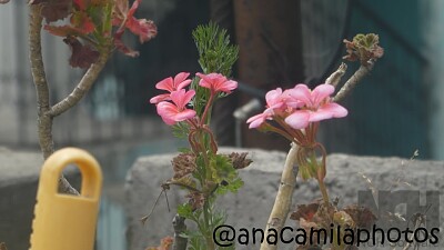 hermosas flores