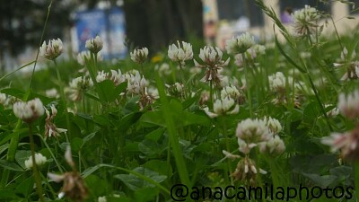 lindas flores