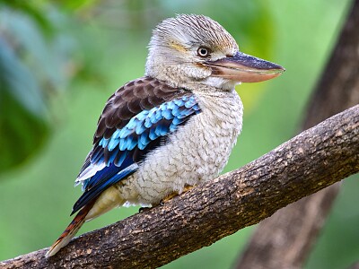 pajaro