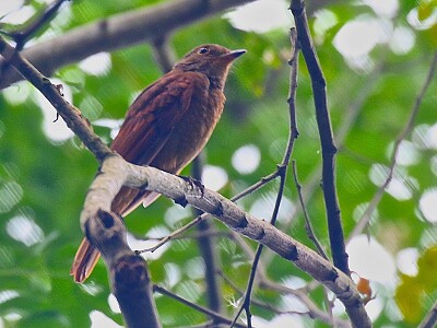 Speckled mourner