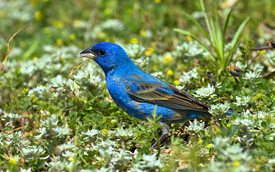 פאזל של Passerina careulea