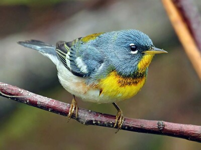 Parula northerm jigsaw puzzle