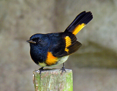 Parula ruticilla jigsaw puzzle