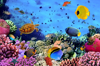 FUNDO DO MAR jigsaw puzzle