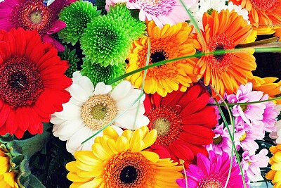 flores de colores jigsaw puzzle