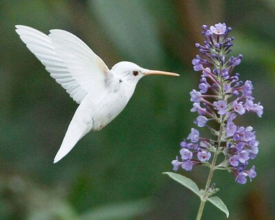 Colibrì albino