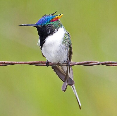 פאזל של Colibrì cornuto