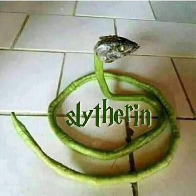 Slytherin’s Puzzle