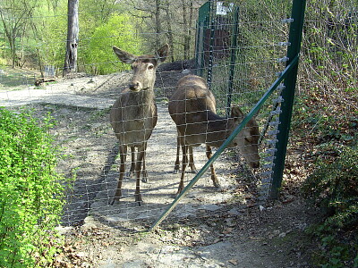 פאזל של Tiere