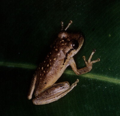 פאזל של Scinax boesemani