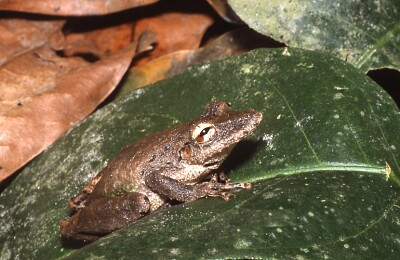 פאזל של Scinax garbei