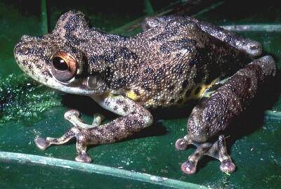 Scinax funereus