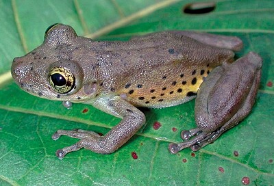 scinax iquitorum