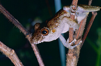 Scinax nebulosus