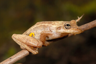 Scinax oreitus