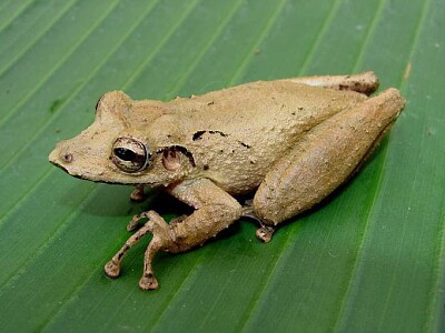 Scinax rostratus